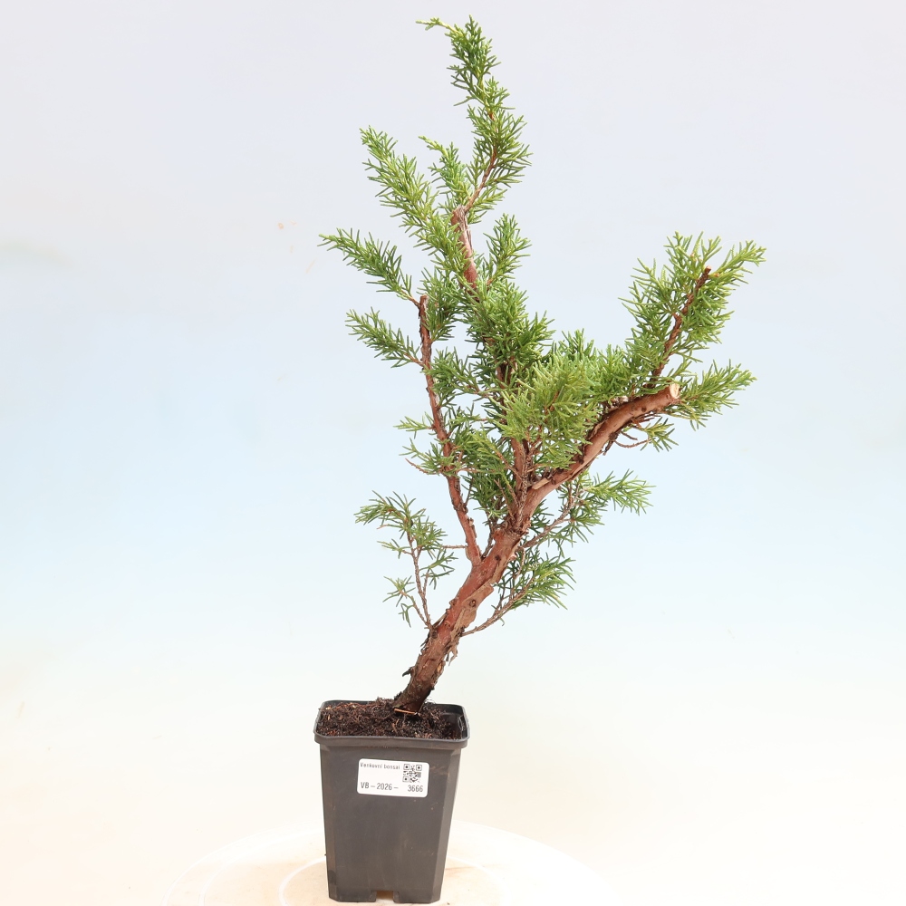 Kültéri bonsai - Juniperus chinensis Kishu