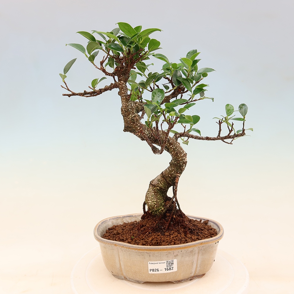 Szobai bonsai - Ficus retusa - kislevelű fikusz
