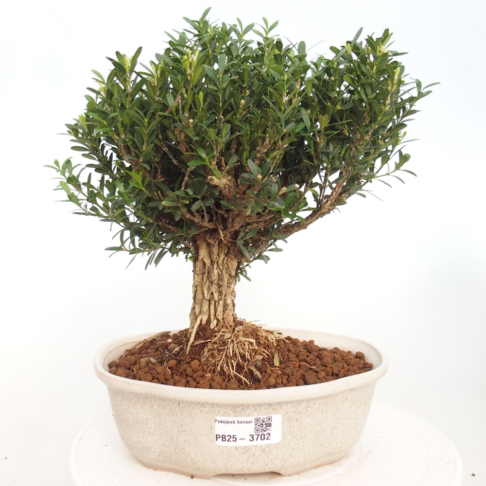Szobai bonsai - Buxus harlandii - parafa buxus