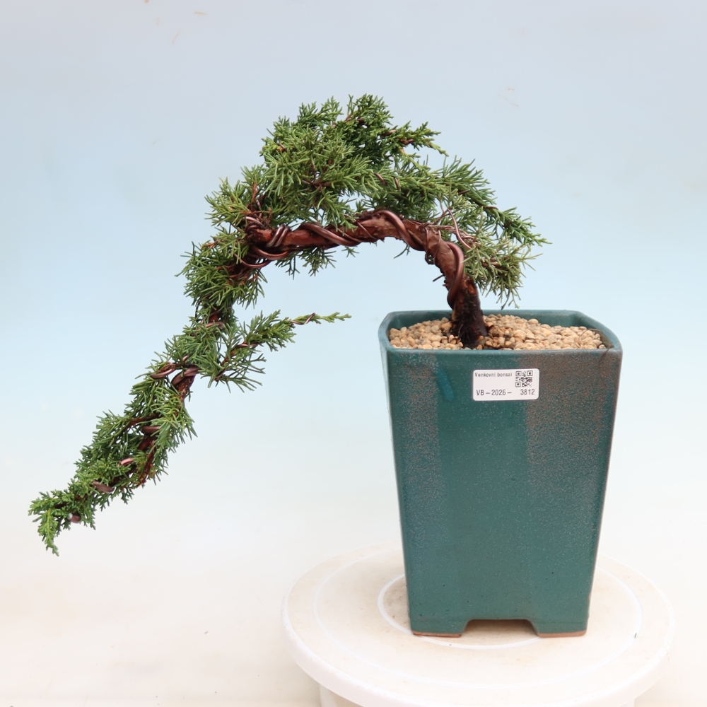 Kültéri bonsai - Juniperus chinensis Kishu