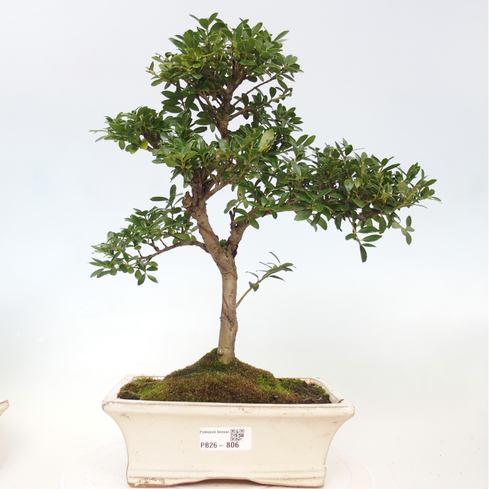 Szobai bonsai - Ilex crenata - Holly