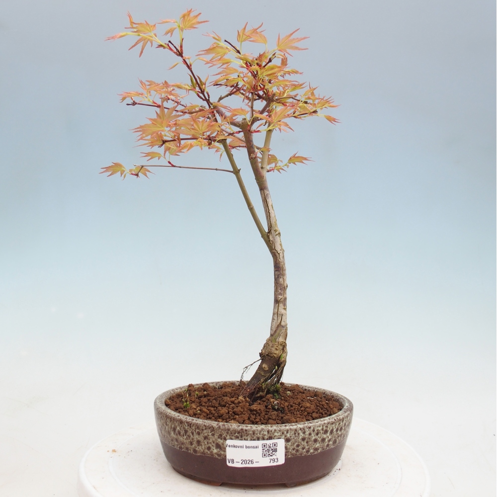Juhar - Acer palmatum Beni Tsukasa