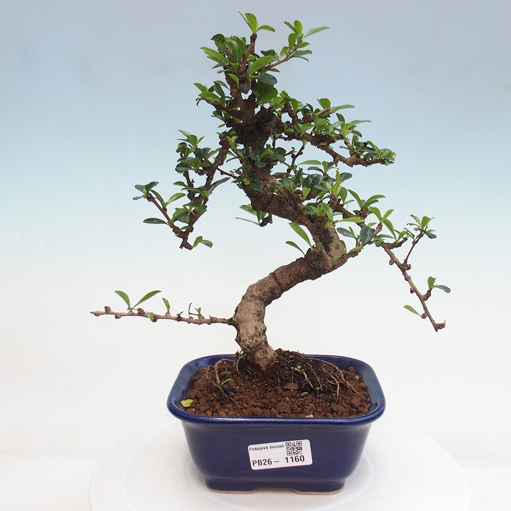 Szobai bonsai - Carmona macrophylla - Tea fuki
