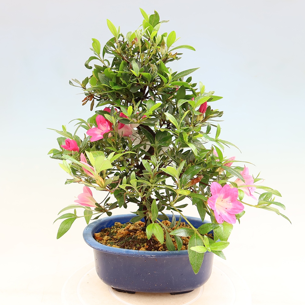Kültéri bonsai - Japán azálea - Azalea Reiko