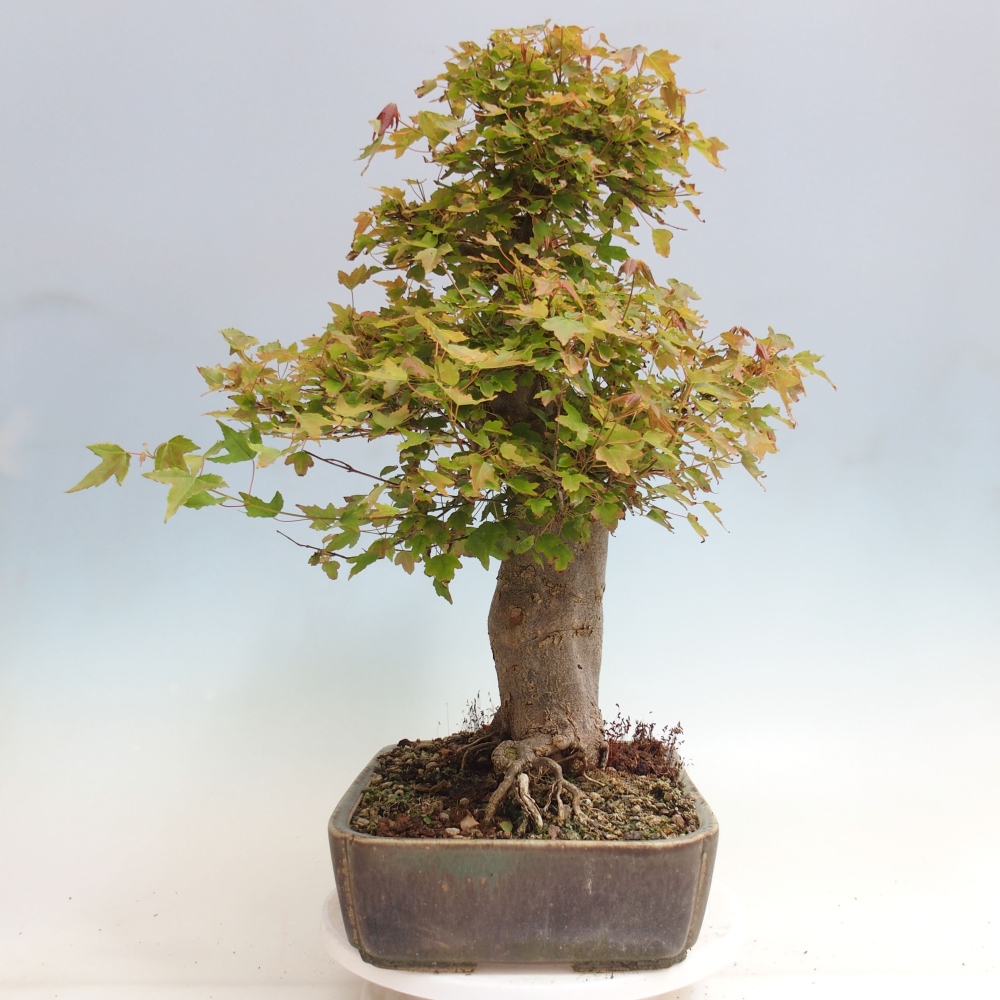 Kültéri bonsai - Acer Buergerianum - Burger juhar