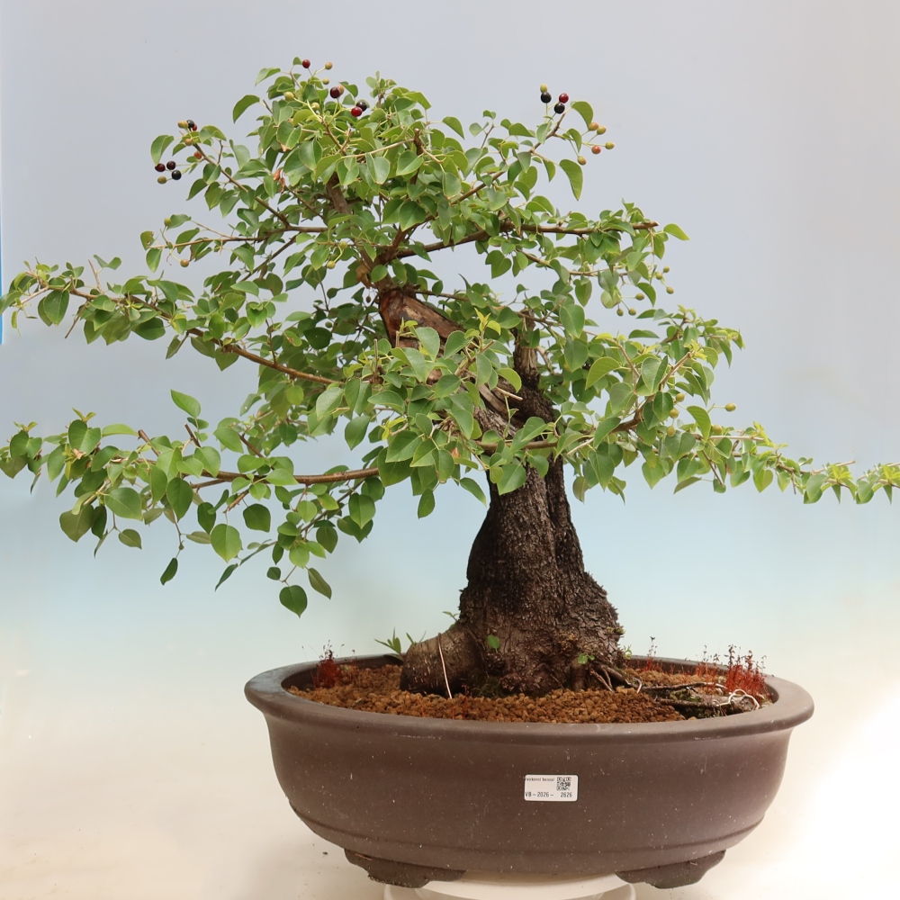 Kültéri bonsai - Mahalebka - Prunus mahaleb - Prunus mahaleb