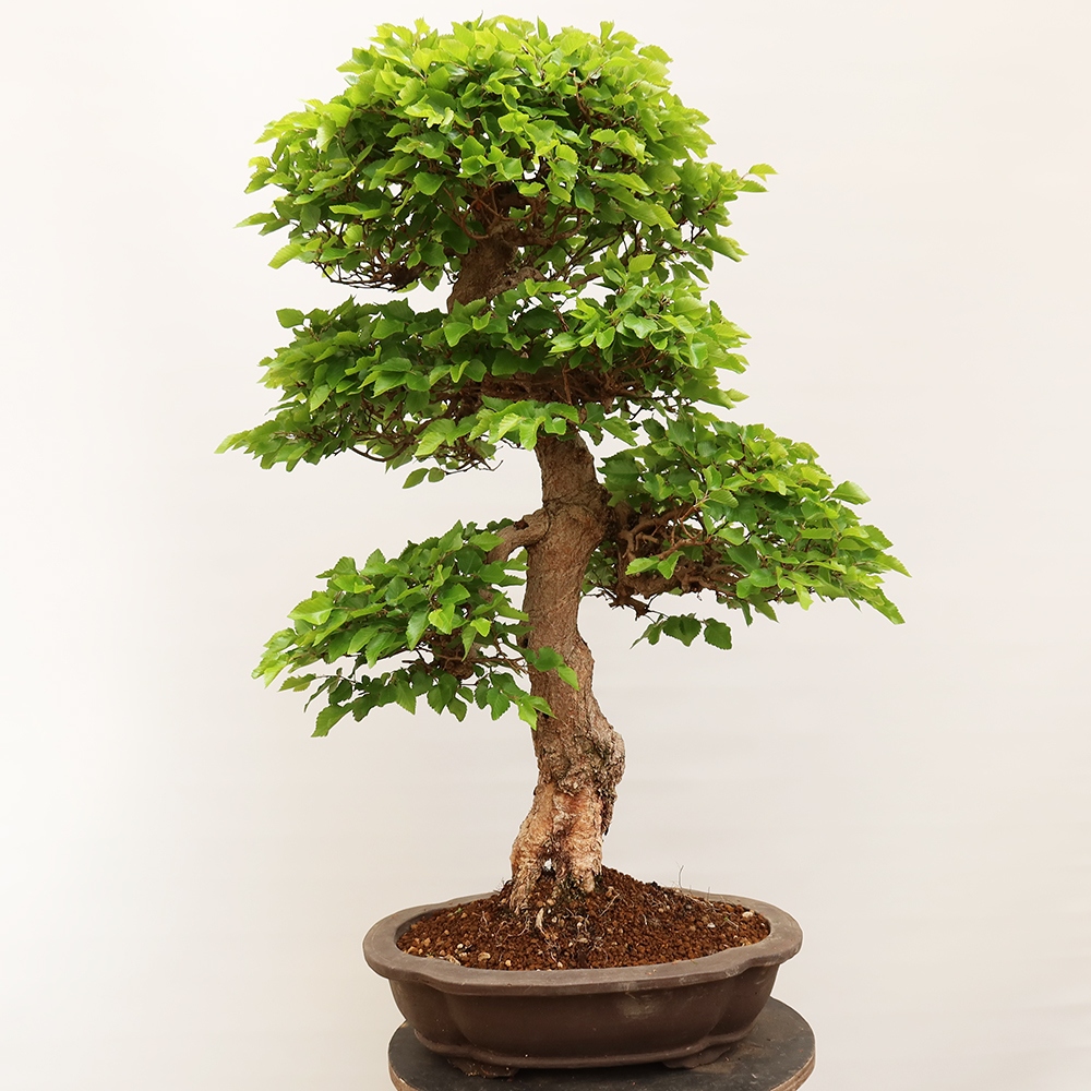 Kültéri bonsai -Carpinus Coreana - Koreai gyertyánfa