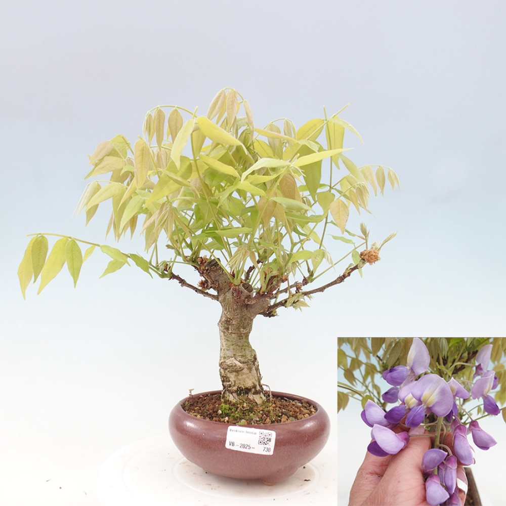 Kültéri bonsai - Wisteria floribunda
