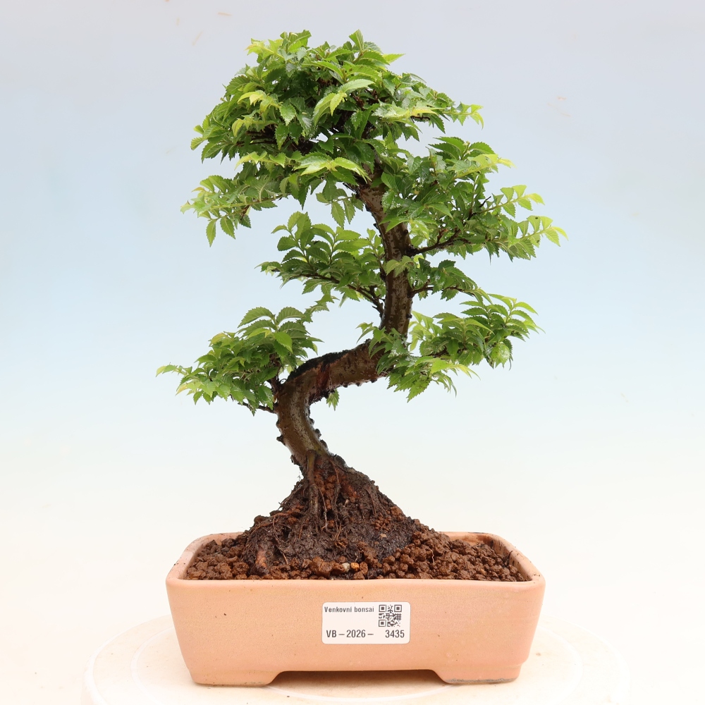 Kültéri bonsai – Ulmus Jacqueline Hillier – Gyönyörű szil