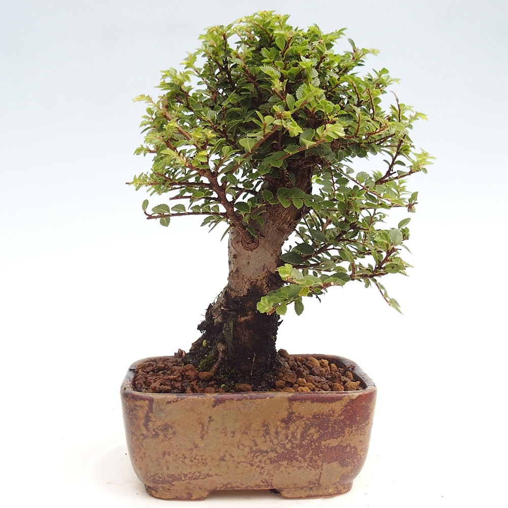 Kültéri bonsai - Ulmus parvifolia Hokkaido - Kínai szil - Ulmus parvifolia Hokkaido