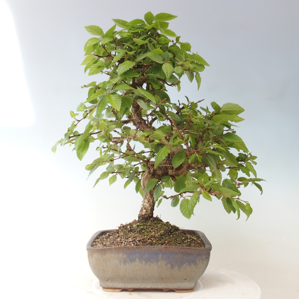 Kültéri bonsai -Carpinus CARPINOIDES - Koreai gyertyánfa