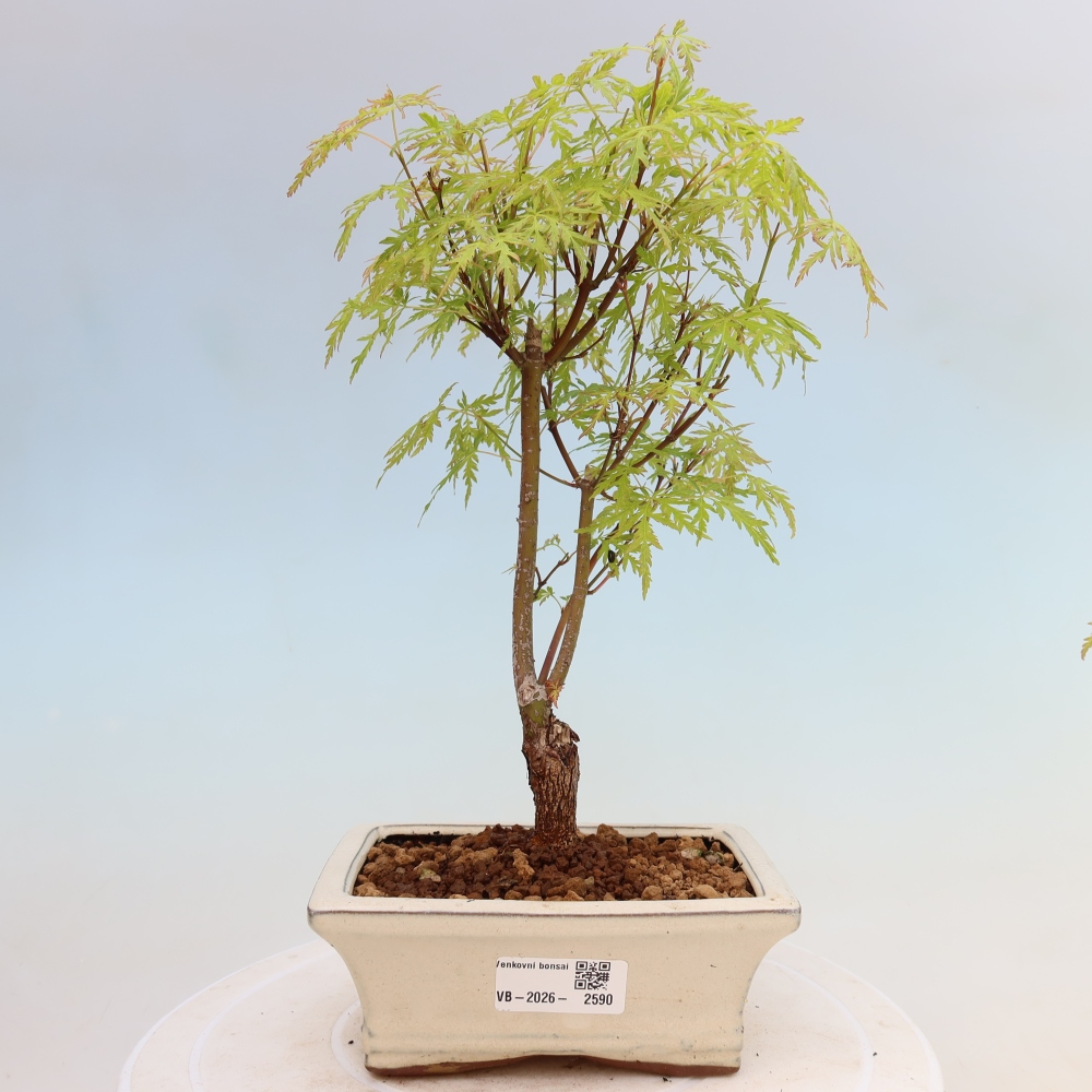 Kültéri bonsai - Acer palmatum Dissectum