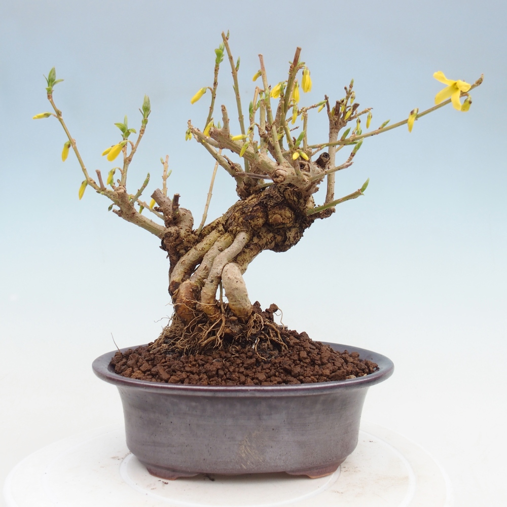 Kültéri bonsai - Zlatice - Forsythia koreana