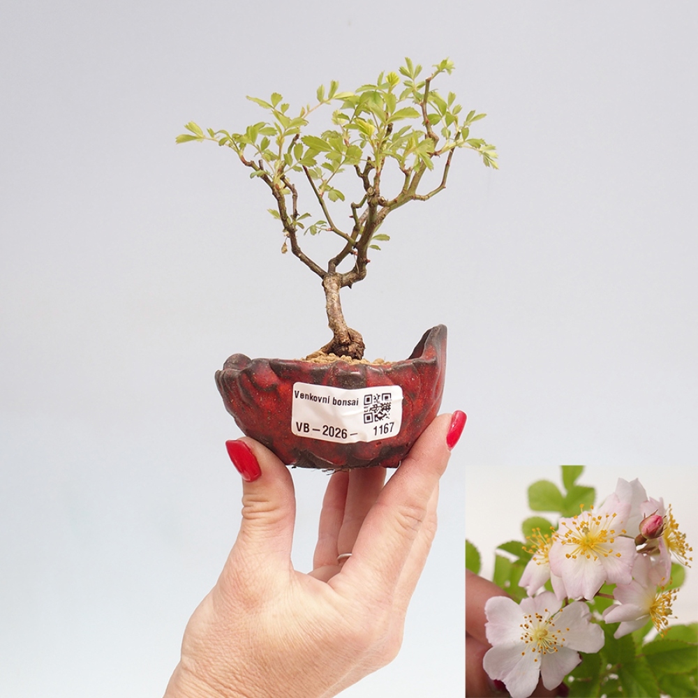 Kültéri bonsai - Rosa sp. - kisvirágú rózsa