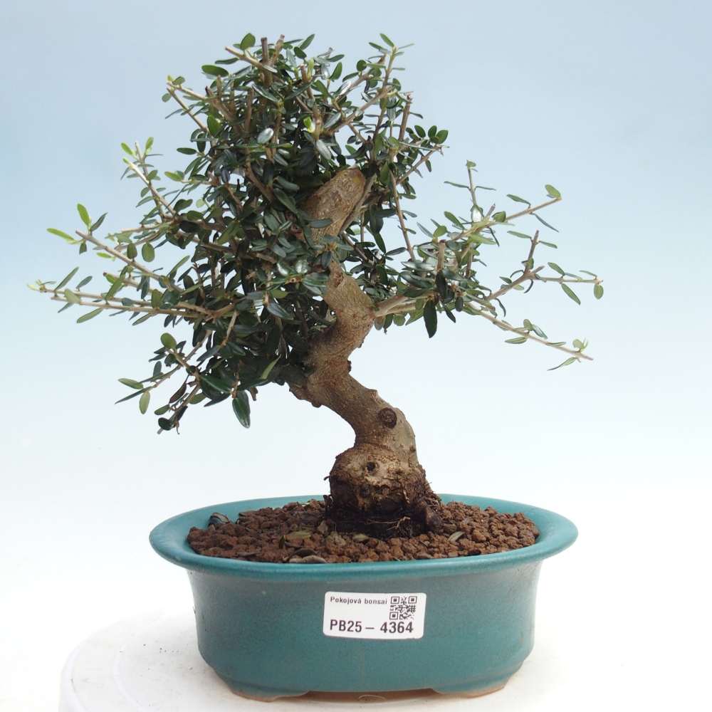 Beltéri bonsai - Olea europaea sylvestris