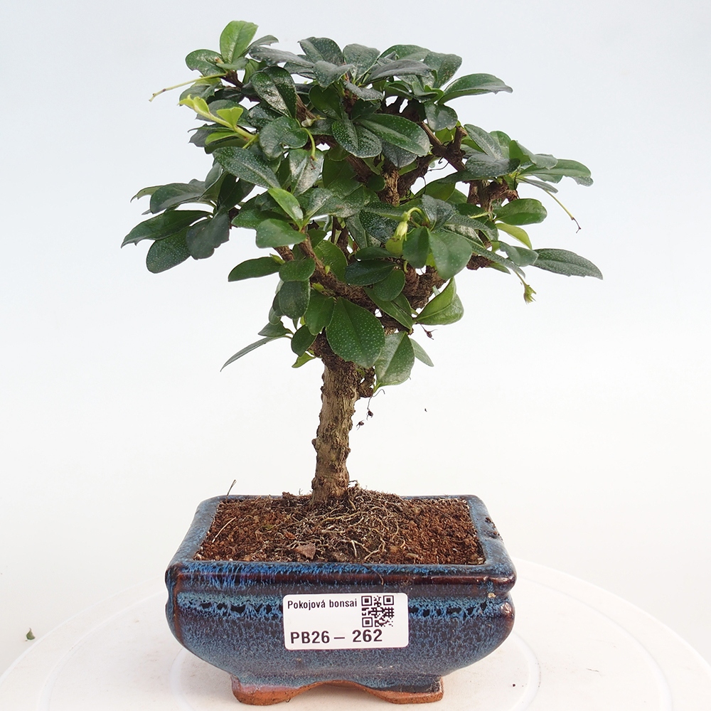 Szobai bonsai - Carmona macrophylla - Tea fuki