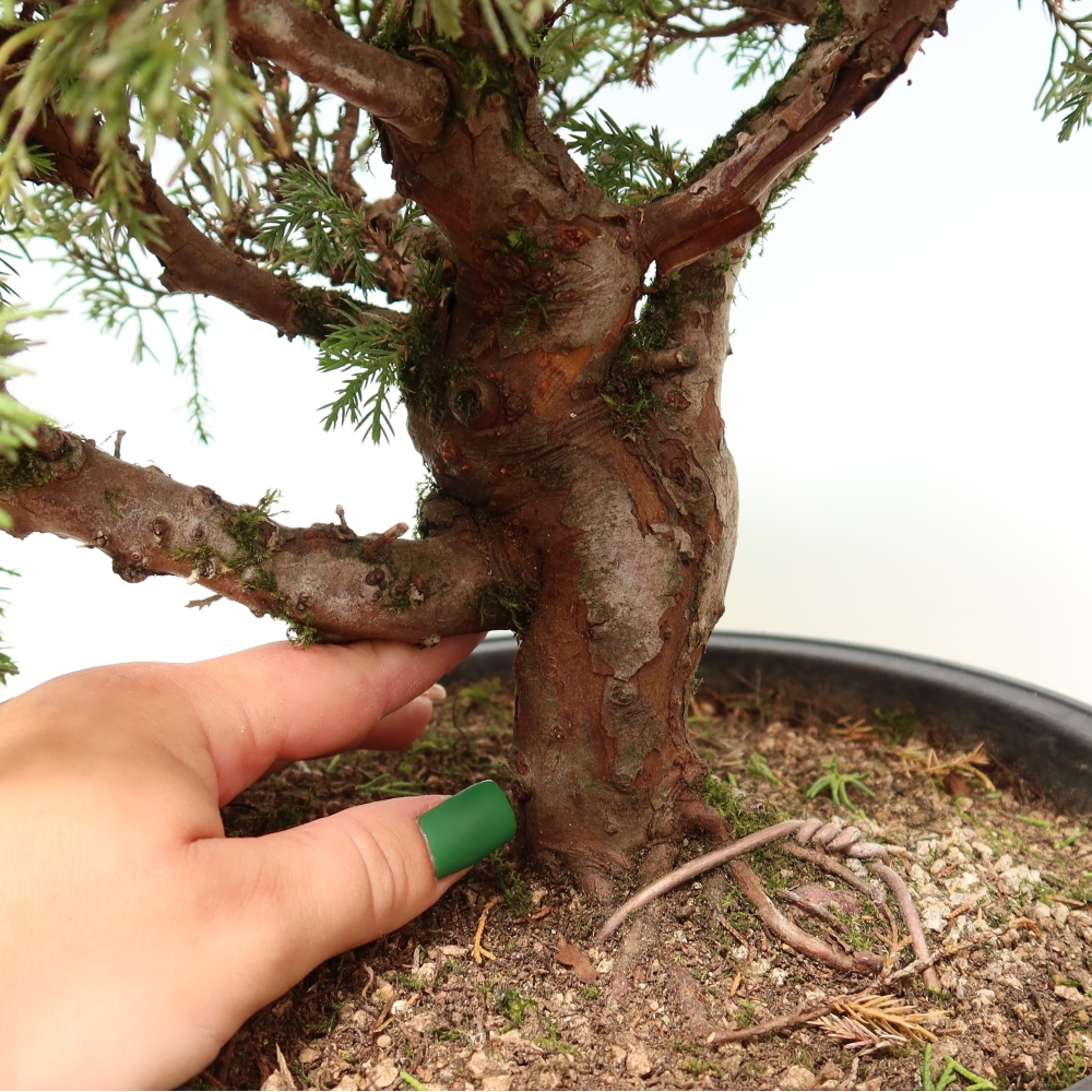 Kültéri bonsai - Juniperus chinensis Itoigawa-Juniperus chinensis