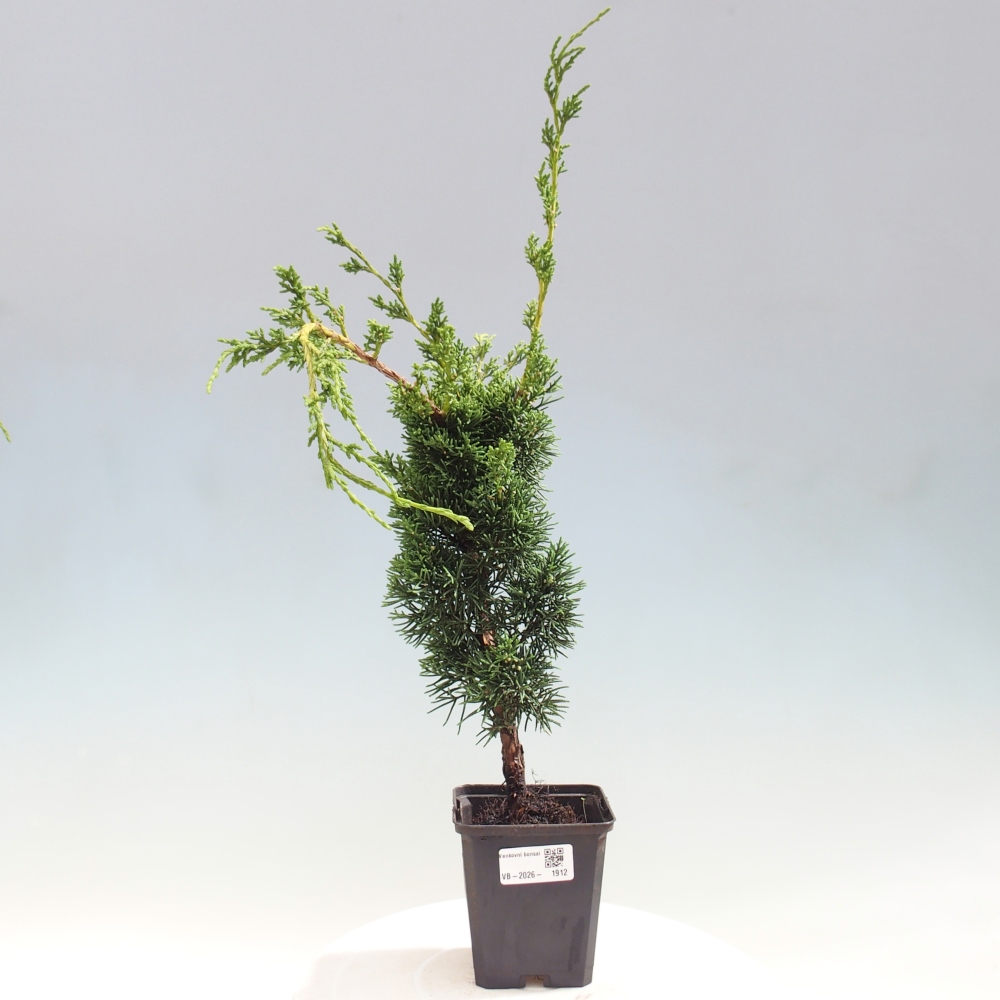 Kültéri bonsai - Juniperus chinensis Kishu