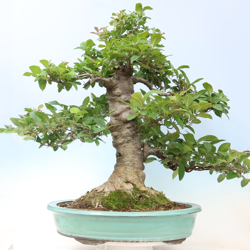 Kültéri bonsai – Ilex serrata – fogazott magyal