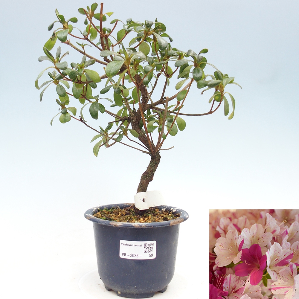 Kültéri bonsai - Japán azálea - Azálea Kaminoyamakirin
