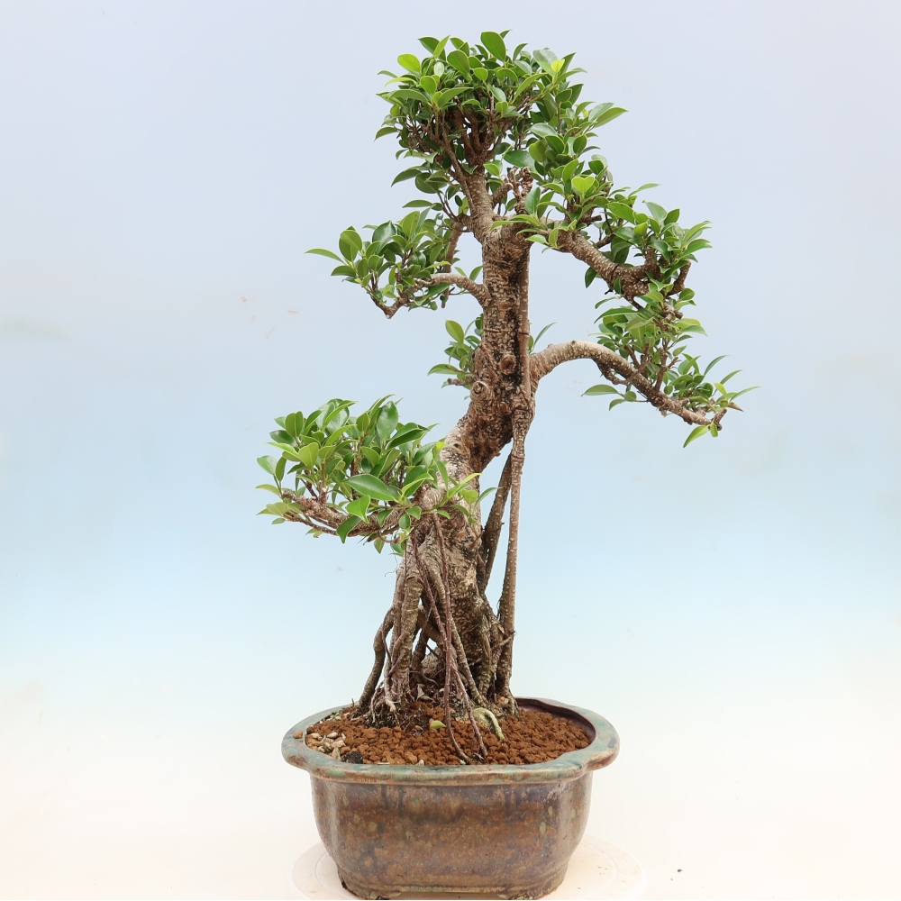 Szobai bonsai - Ficus kimmen - kislevelű fikusz