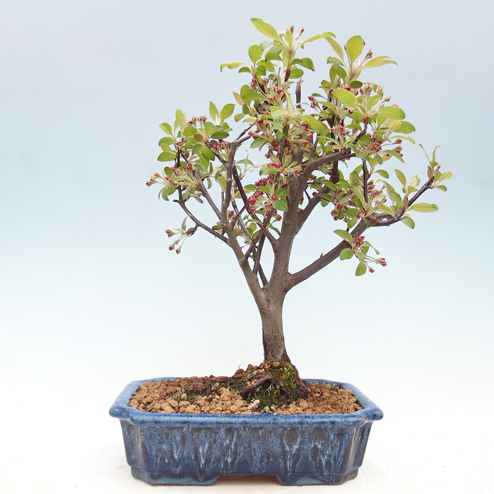 Kültéri bonsai -Malus domestica - Kis gyümölcsű piros levelű almafa