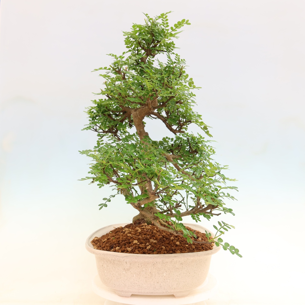 Szobai bonsai - Zantoxylum piperitum - borsfa