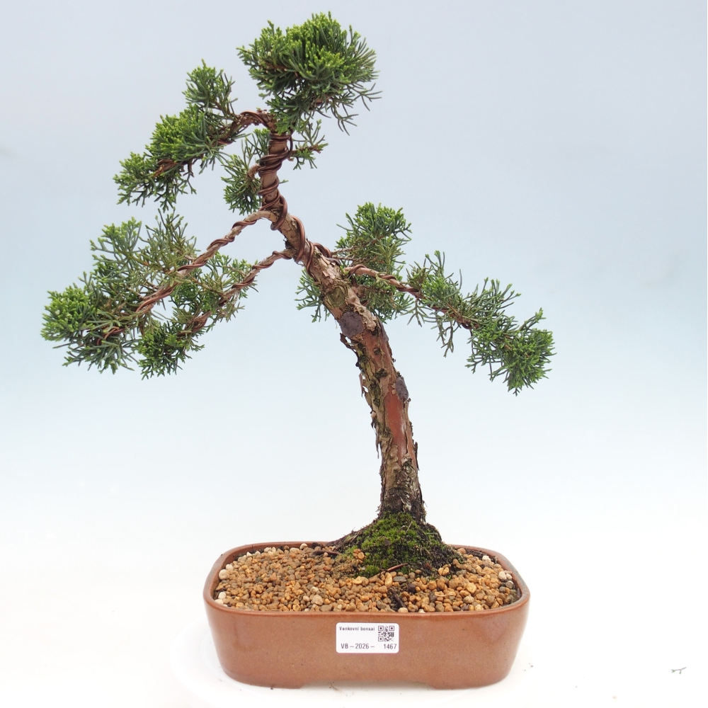 Kültéri bonsai - Juniperus chinensis Kishu