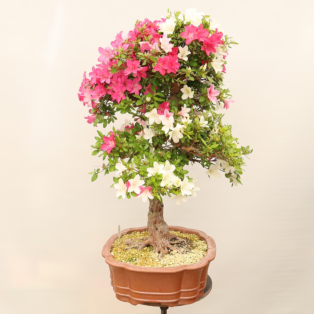Kültéri bonsai - Japán azálea - Azálea Sayaka