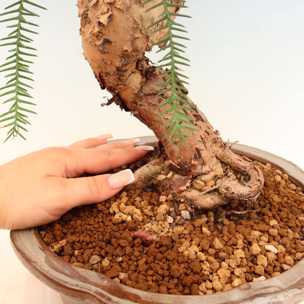 Szobai bonsai - Araucaria - szobai lucfenyő