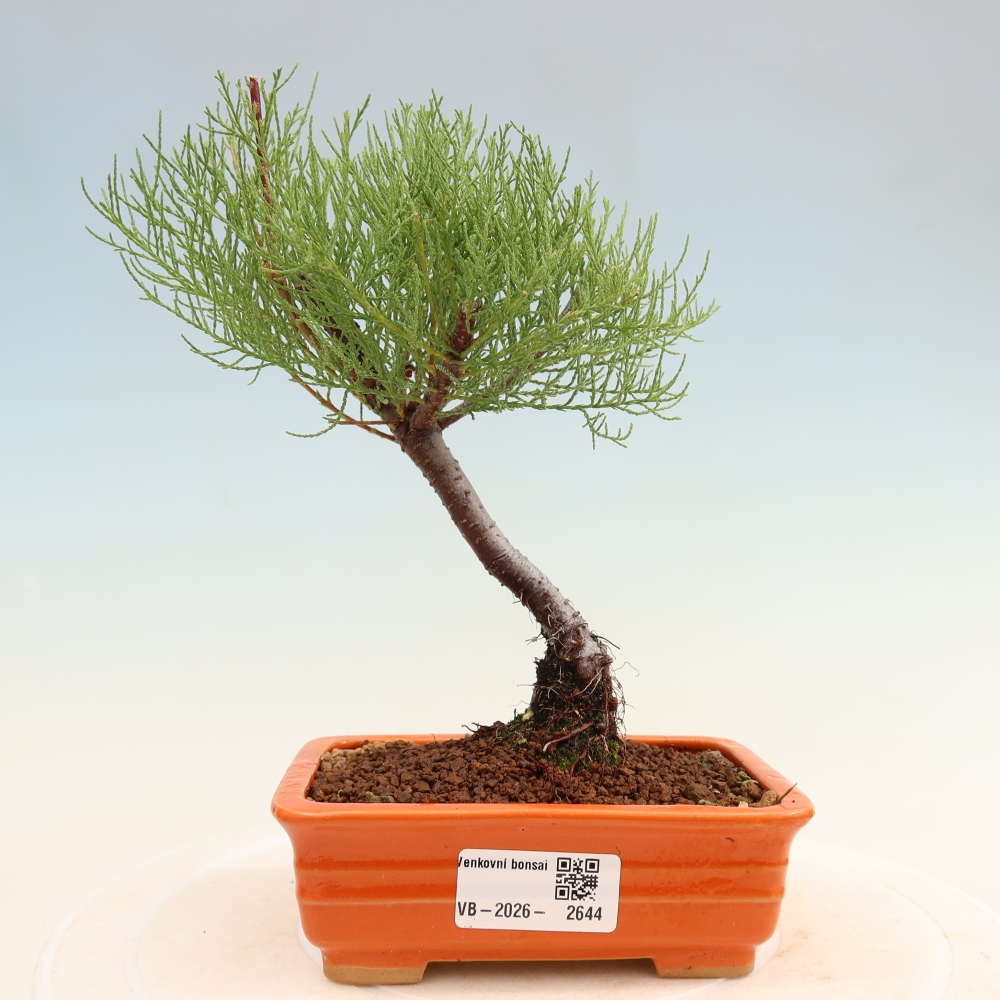 Kültéri bonsai - Tamariszkusz - Tamarix