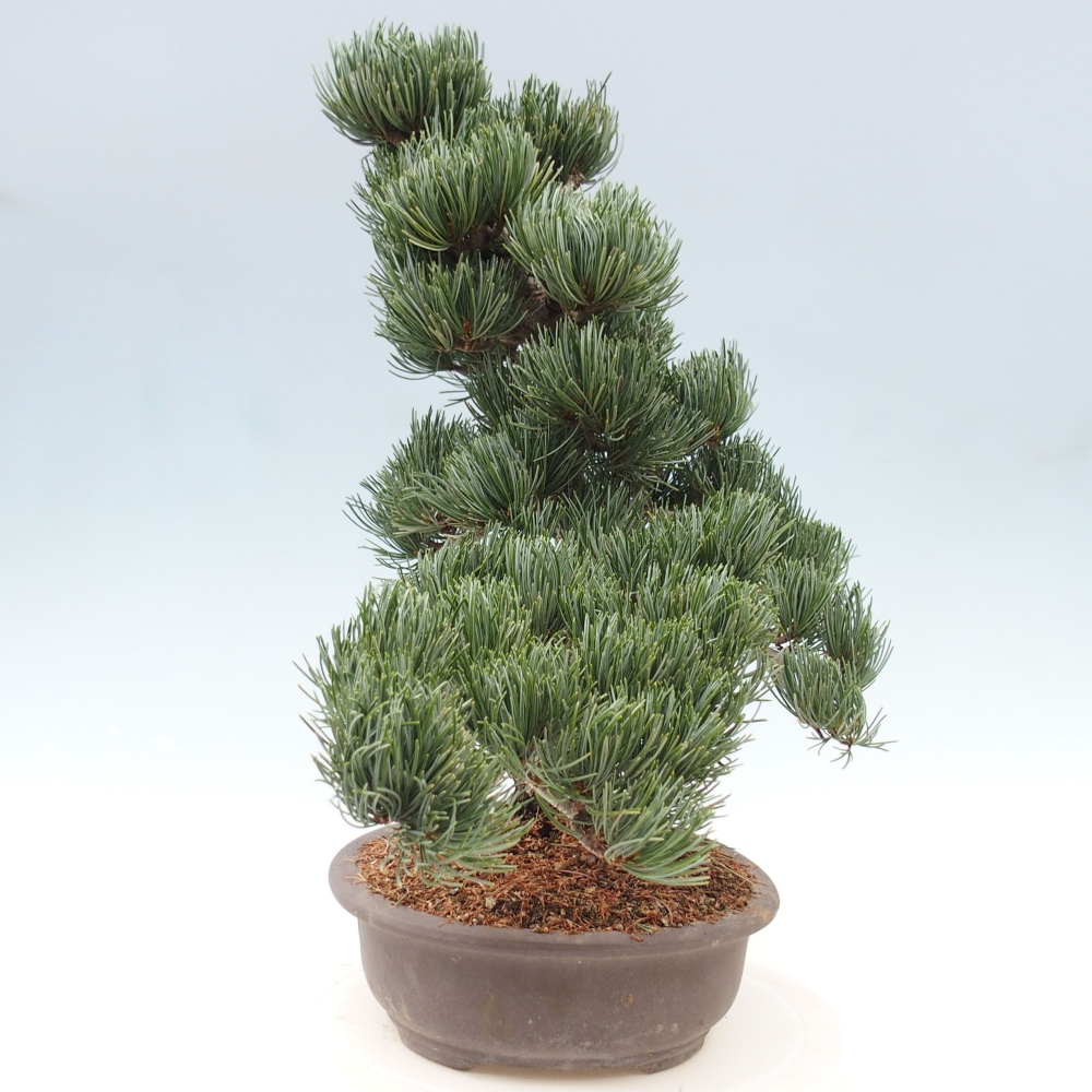 Kültéri bonsai - Pinus parviflora - Pinus parviflora