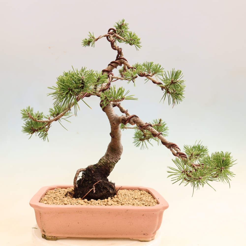 Kültéri bonsai – Pinus mugo Humpy – Törpefenyő