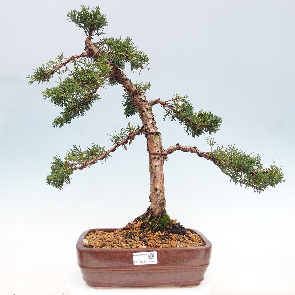 Kültéri bonsai - Juniperus chinensis Kishu