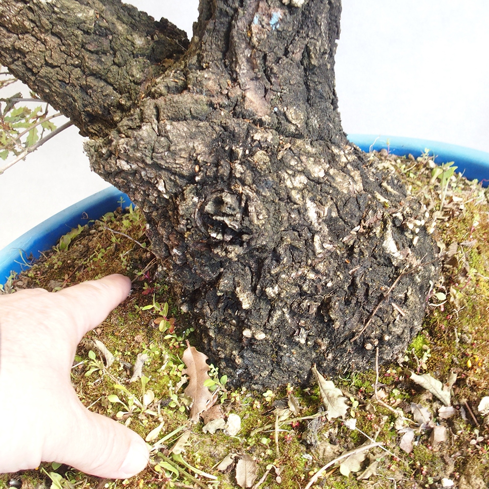 Kültéri bonsai Quercus Cerris - Tölgy Cer