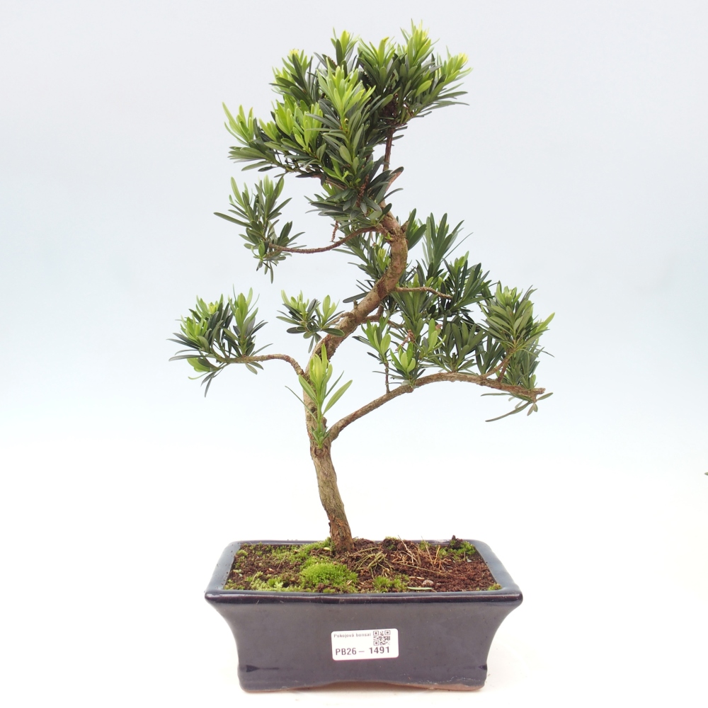 Szobai bonsai - Podocarpus - Kőtiszafa