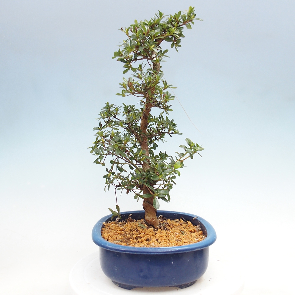 Kültéri bonsai - Japán azálea - Azálea Asahi-no-izumi