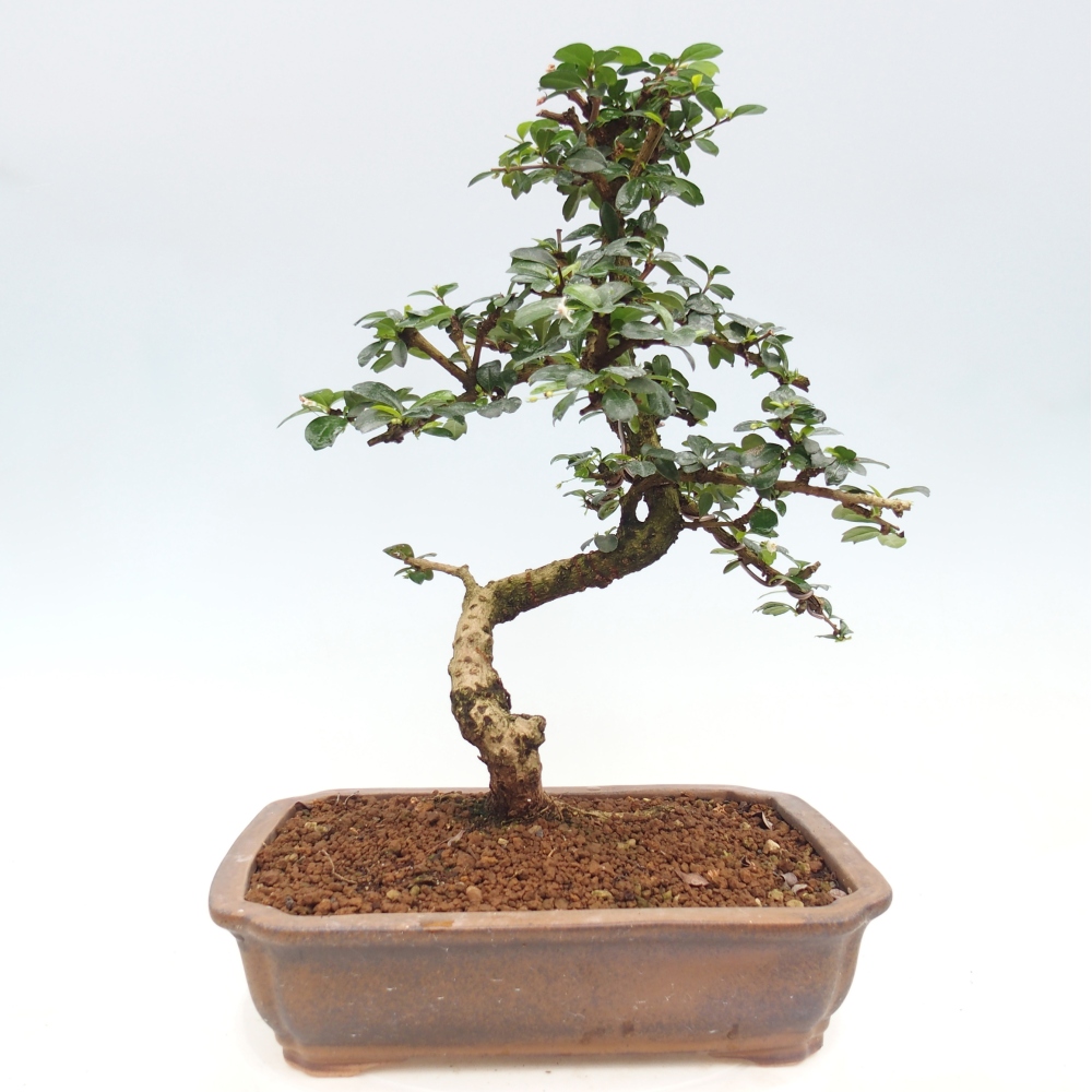 Szobai bonsai - Carmona macrophylla - Tea fuki