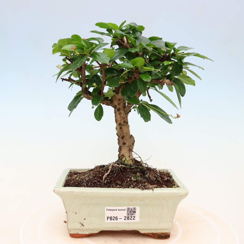 Szobai bonsai - Carmona macrophylla - Tea fuki