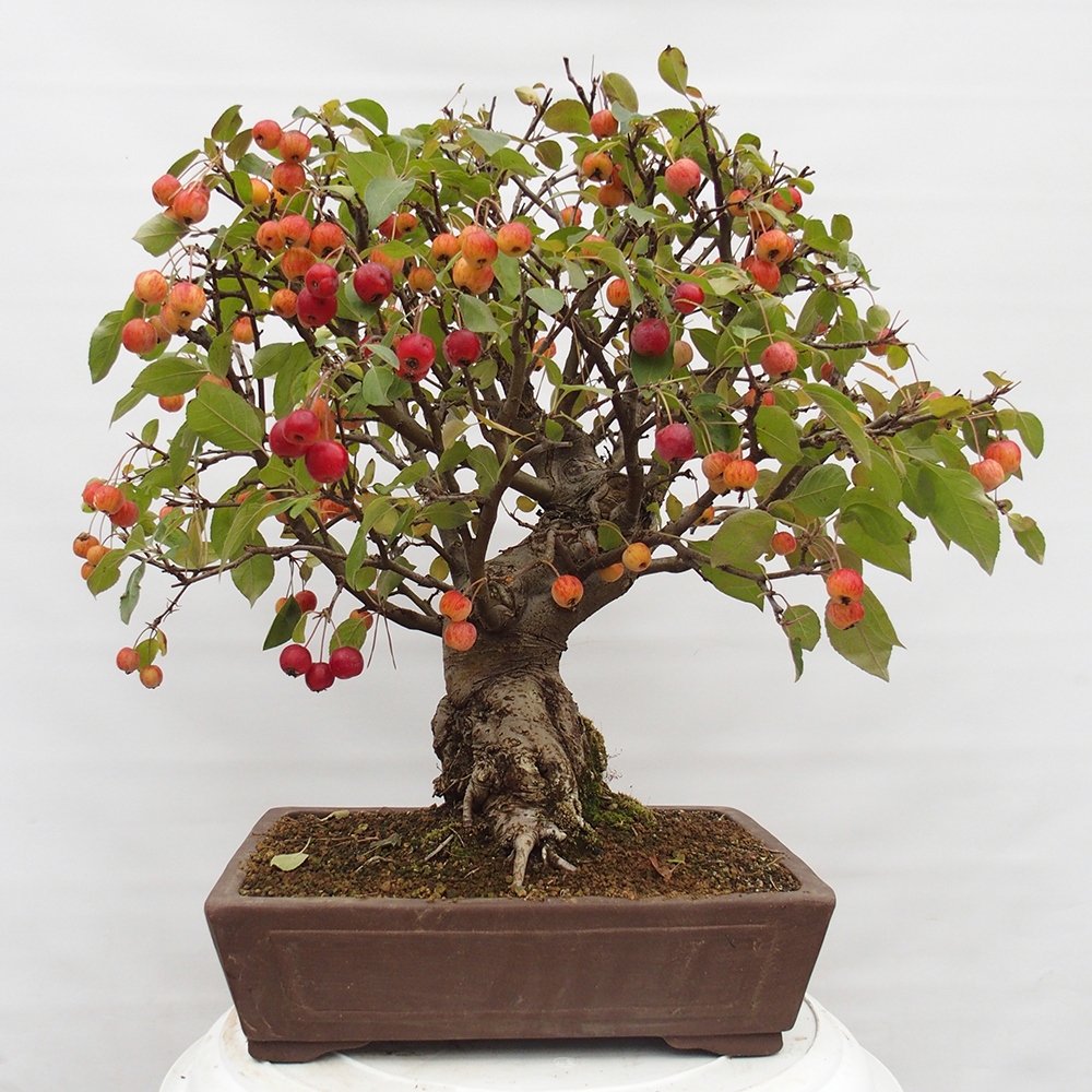 Kültéri bonsai -Malus halliana - Kis gyümölcsű almafa