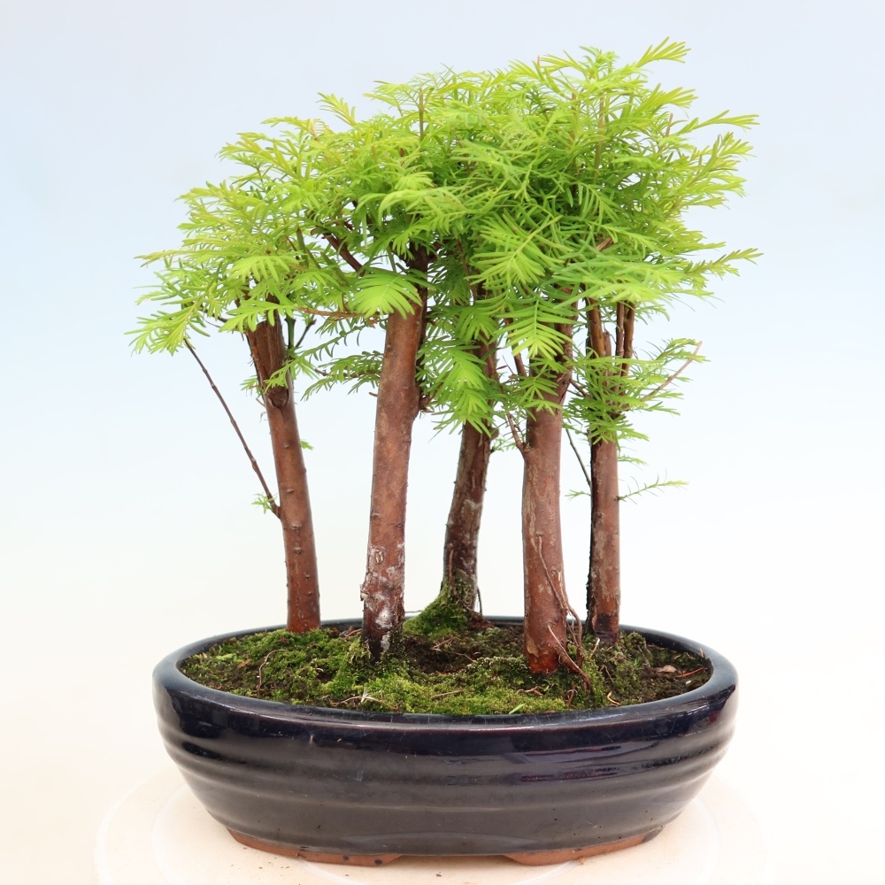 Kültéri bonsai – Metasequoia glyptostroboides – kínai metasequoia – kis erdő