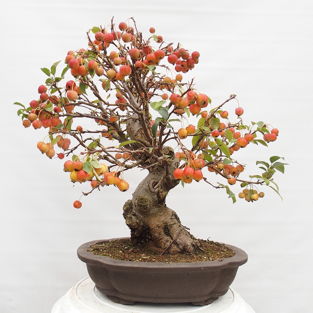 Kültéri bonsai -Malus halliana - Kis gyümölcsű almafa