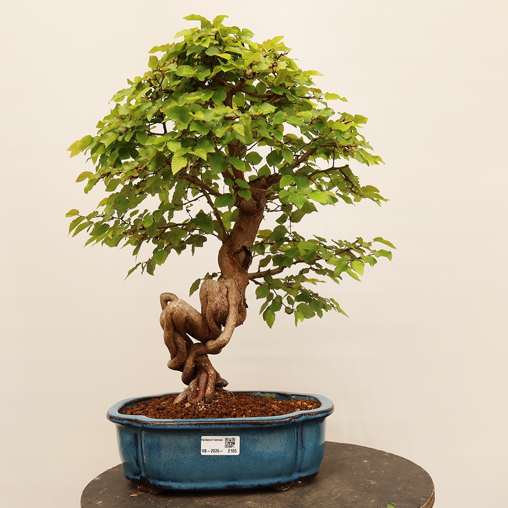 Kültéri bonsai -Carpinus Coreana - Koreai gyertyánfa