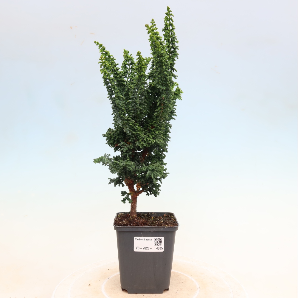 Kültéri bonsai - Cham. obtusa SEKKA HINOKI - Cifra ciprus