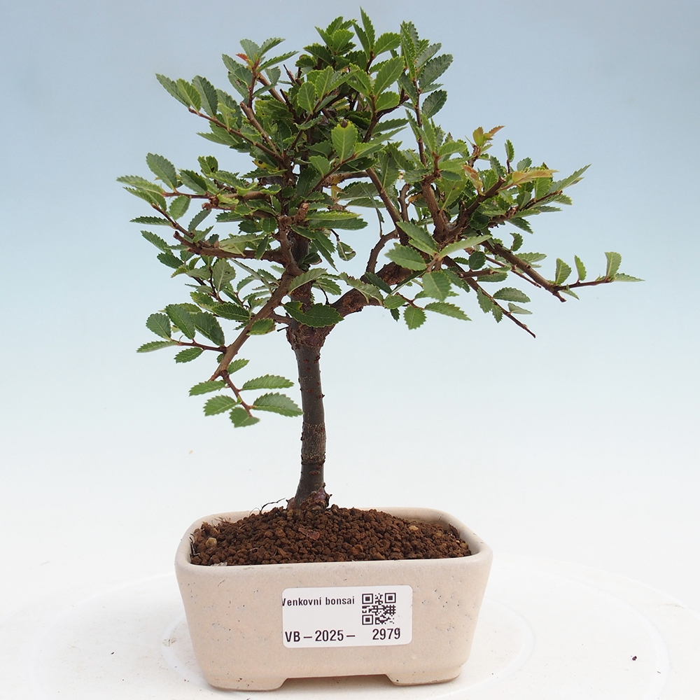 Kültéri bonsai - Ulmus parvifolia Sagei - Kislevelű szilfa