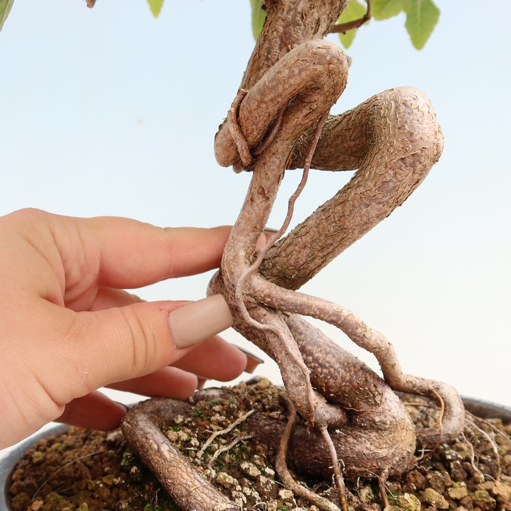 Kültéri bonsai -Carpinus CARPINOIDES - Koreai gyertyánfa