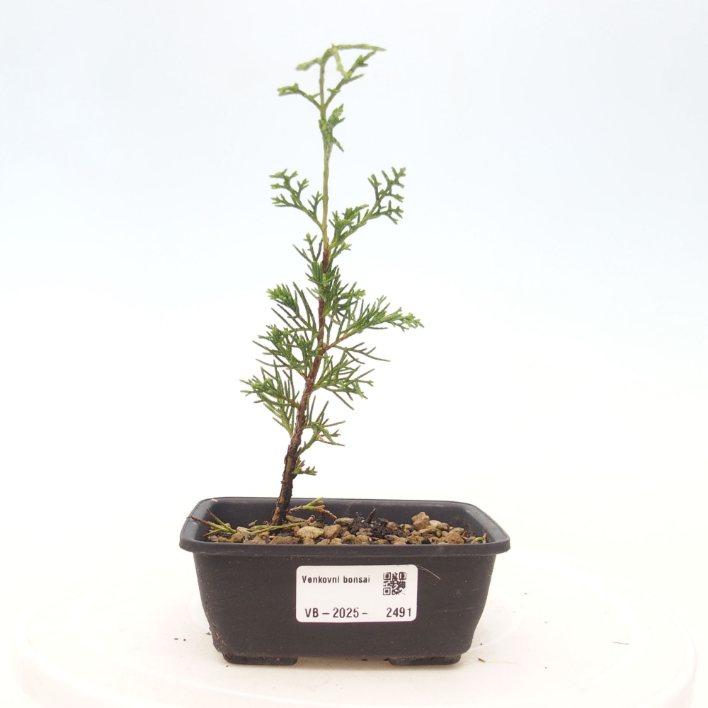 Kültéri bonsai - Juniperus chinensis Itoigawa