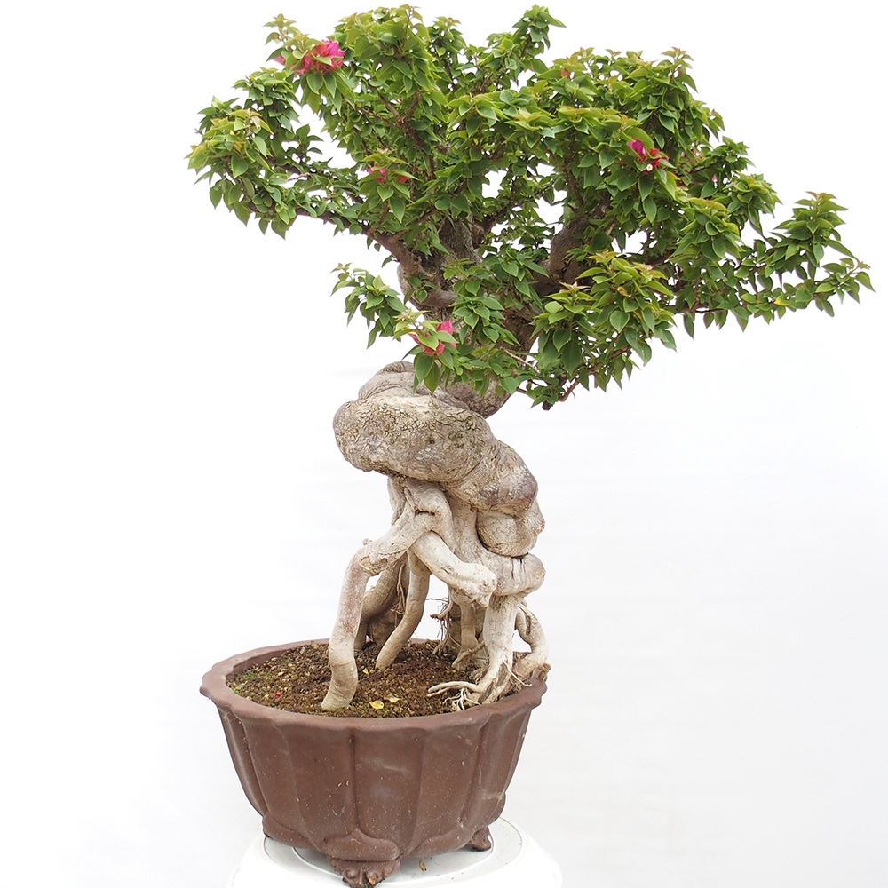 Szoba bonsai - Bouganwilea
