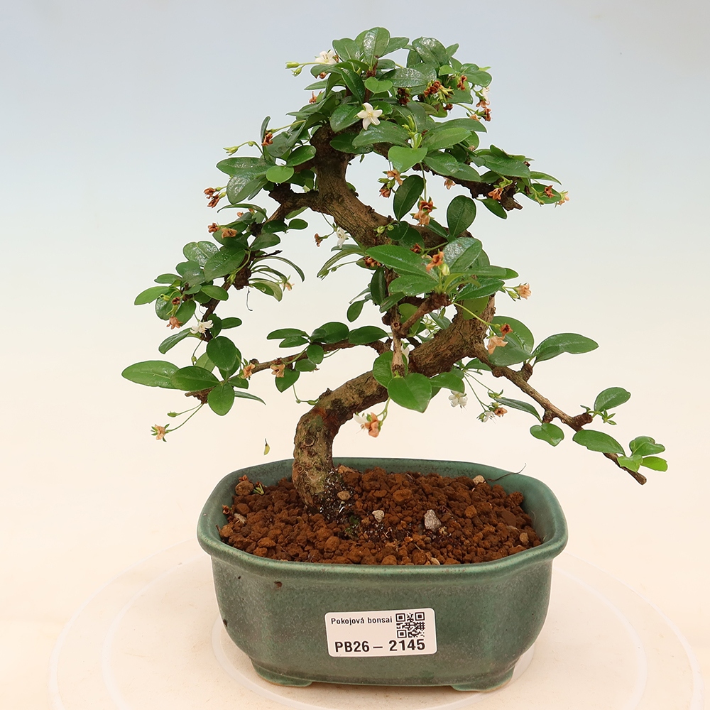 Szobai bonsai - Carmona macrophylla - Tea fuki