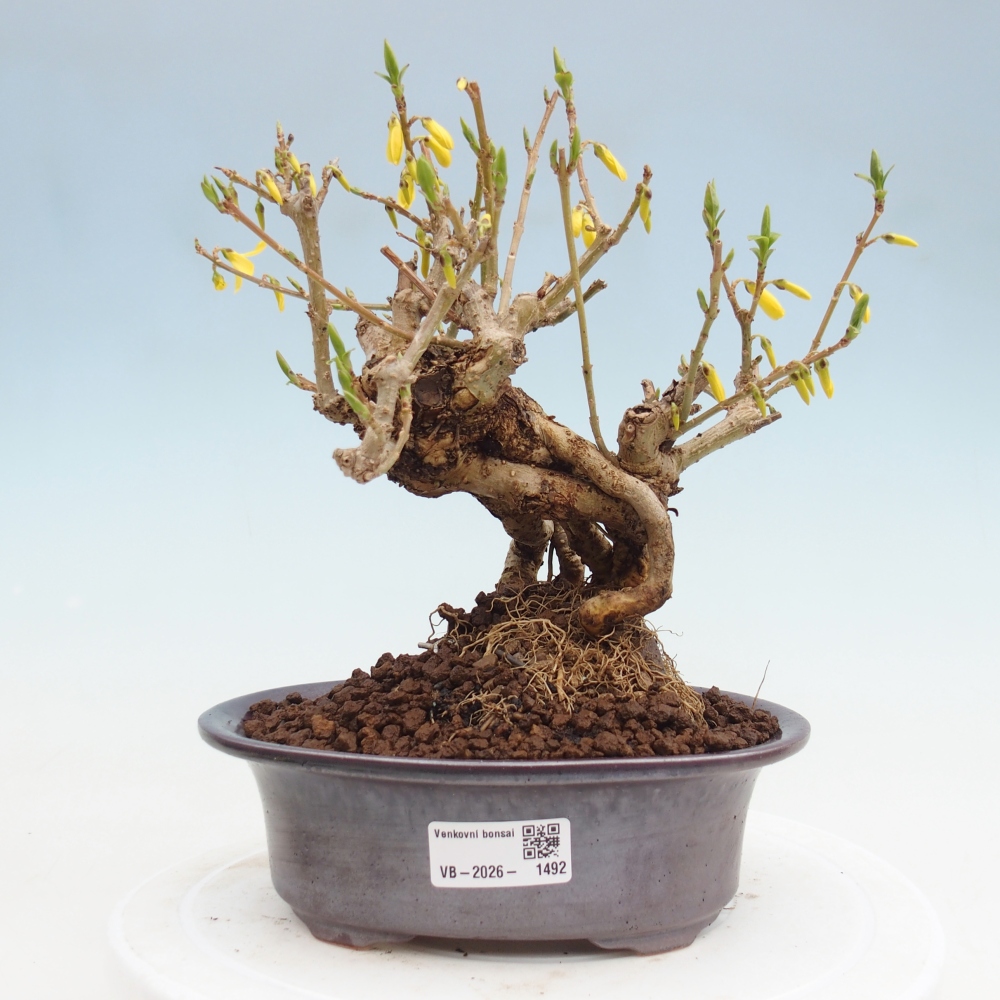Kültéri bonsai - Zlatice - Forsythia koreana